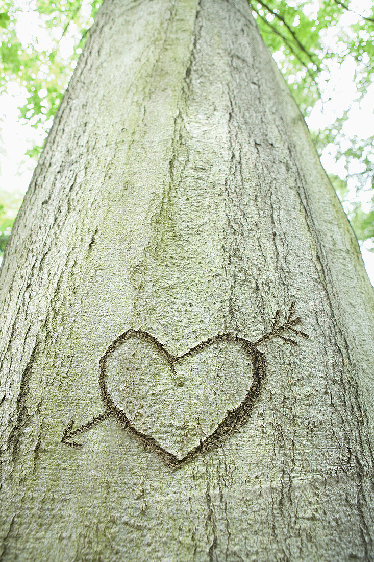 Heart sign carved in a tree