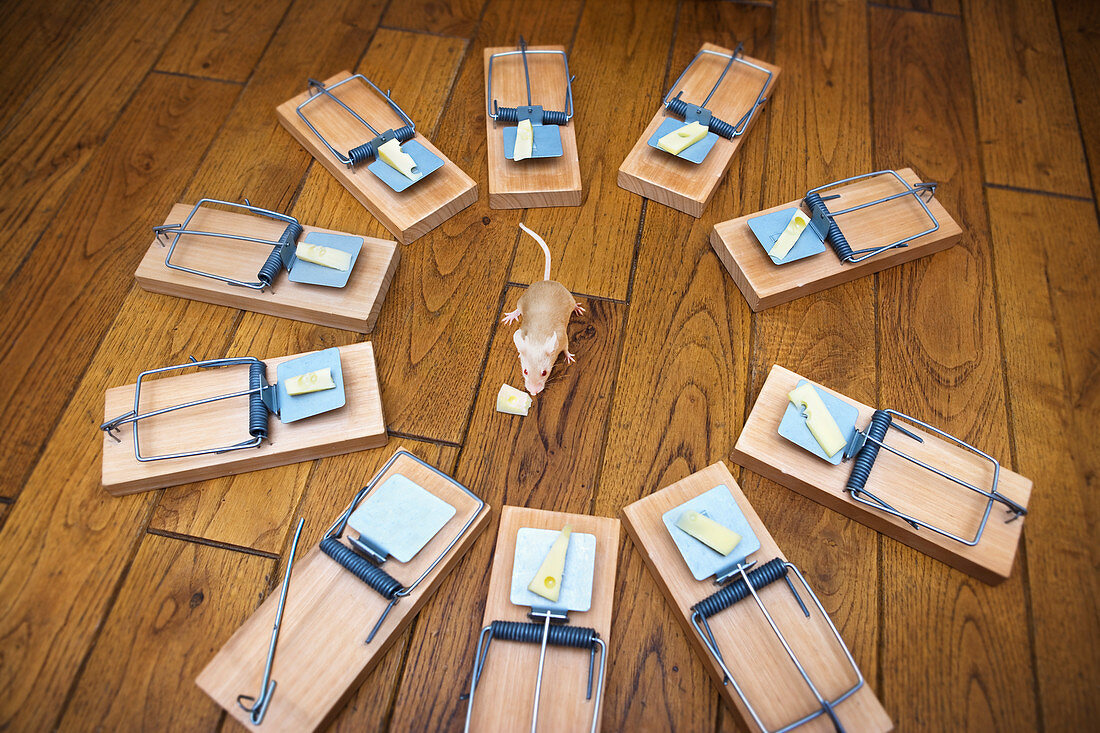 Mouse surrounded by mousetraps