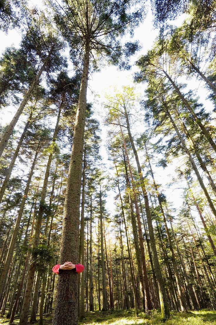 Tree hugging