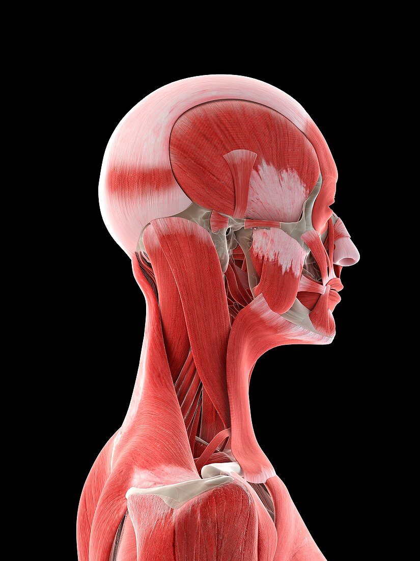 Neck muscles, illustration