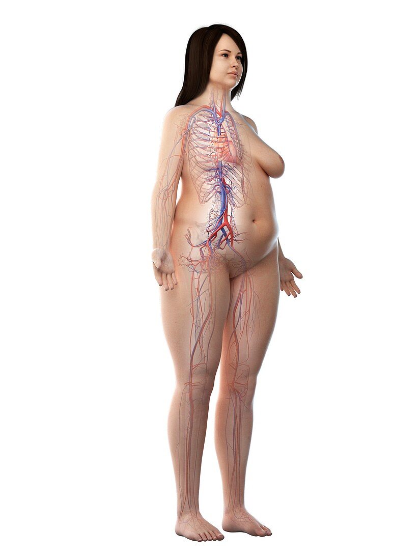 Females vascular system, illustration
