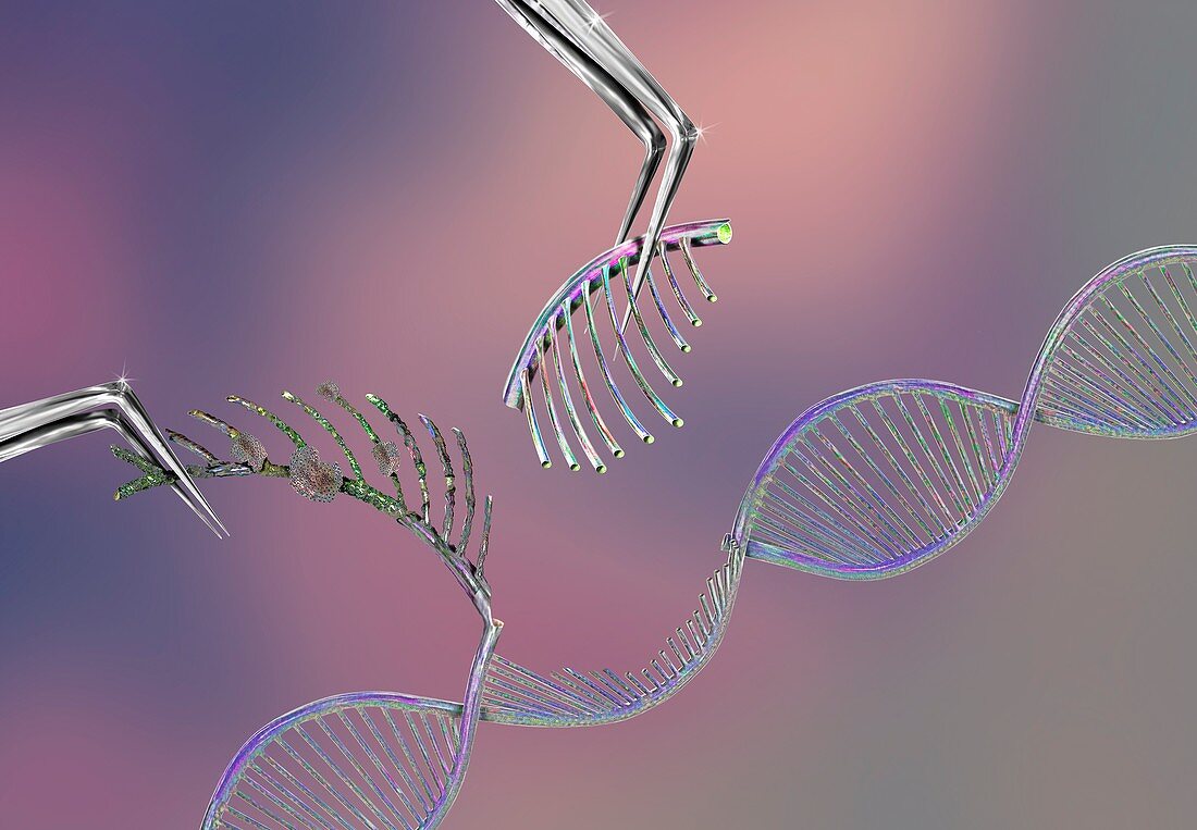 Genetic engineering, conceptual illustration