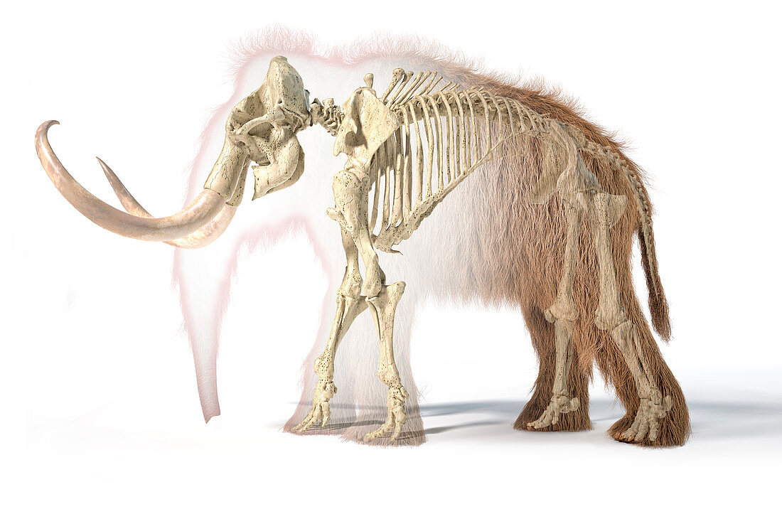 Woolly mammoth skeleton, illustration