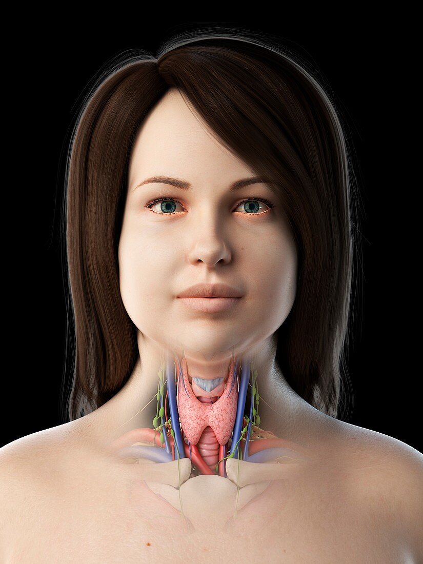 Thyroid gland, illustration