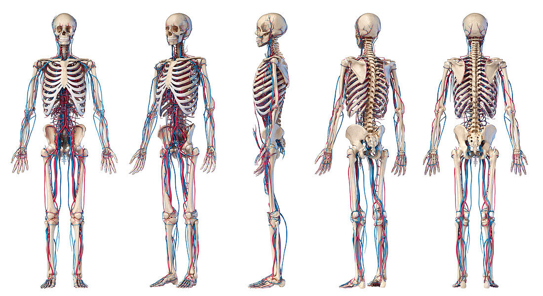 Human skeleton and vascular system, illustration