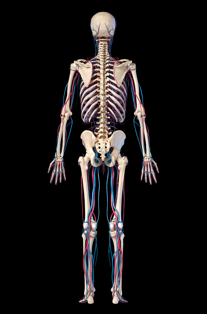 Human skeleton and vascular system, illustration