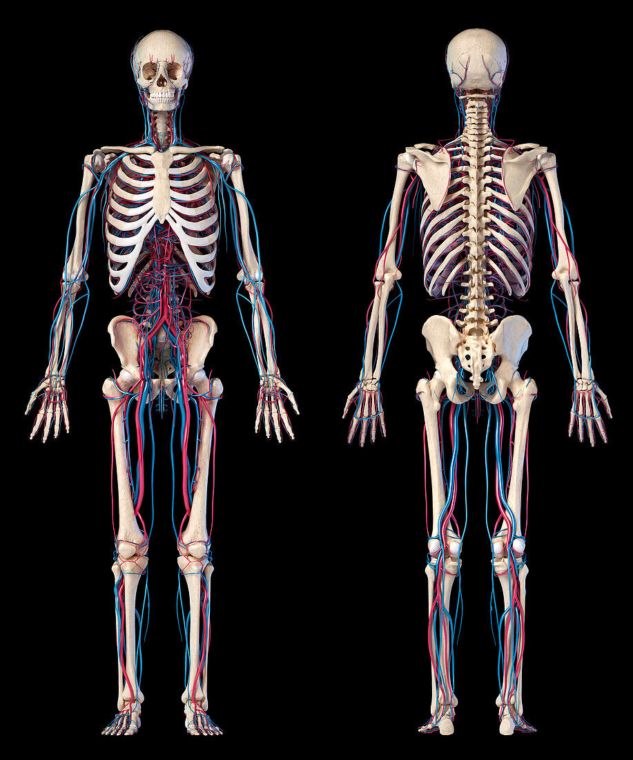 Human skeleton and vascular system, illustration