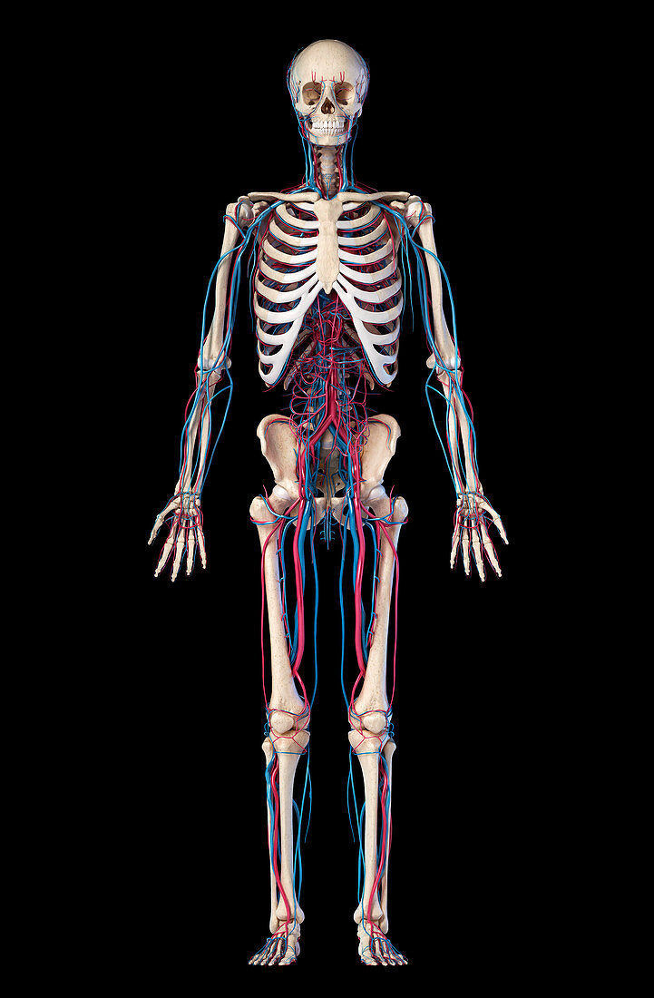 Human skeleton and vascular system, illustration