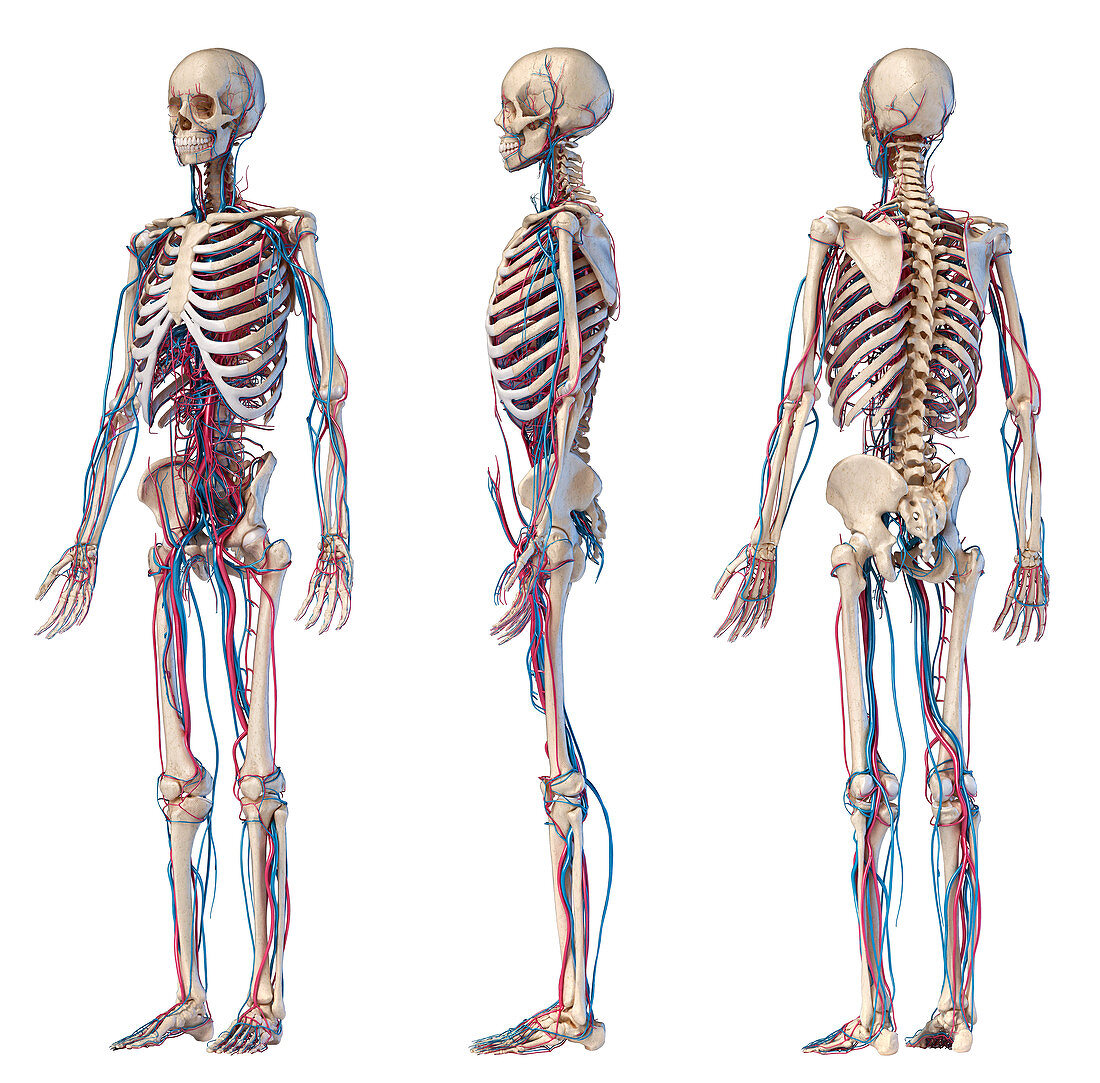 Human skeleton and vascular system, illustration