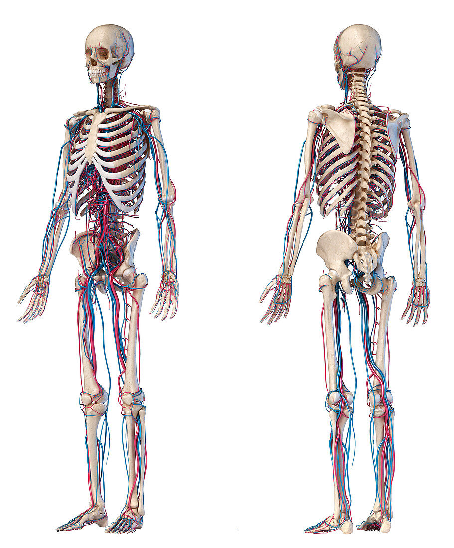 Human skeleton and vascular system, illustration