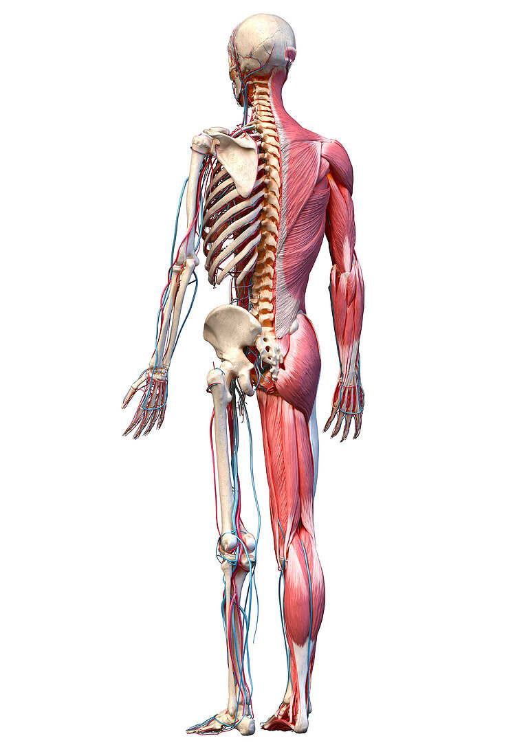 Human skeleton, muscles and blood vessels, illustration