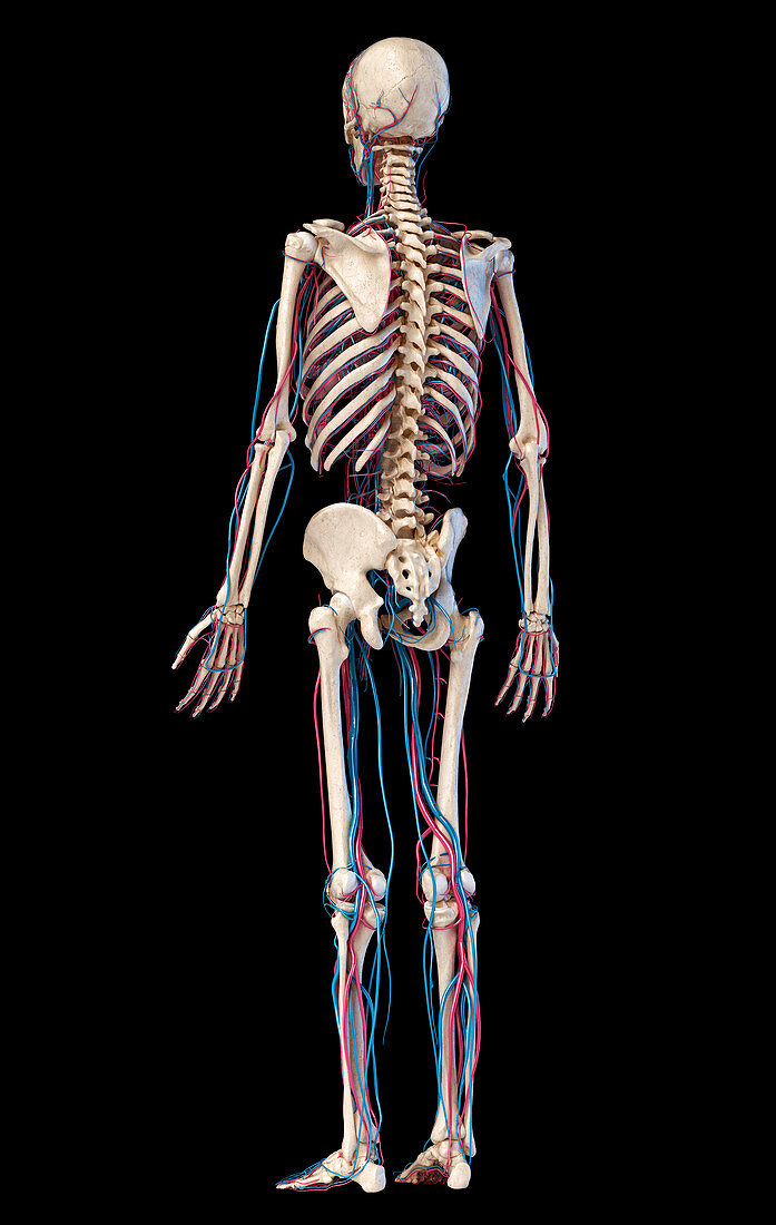 Human skeleton and vascular system, illustration