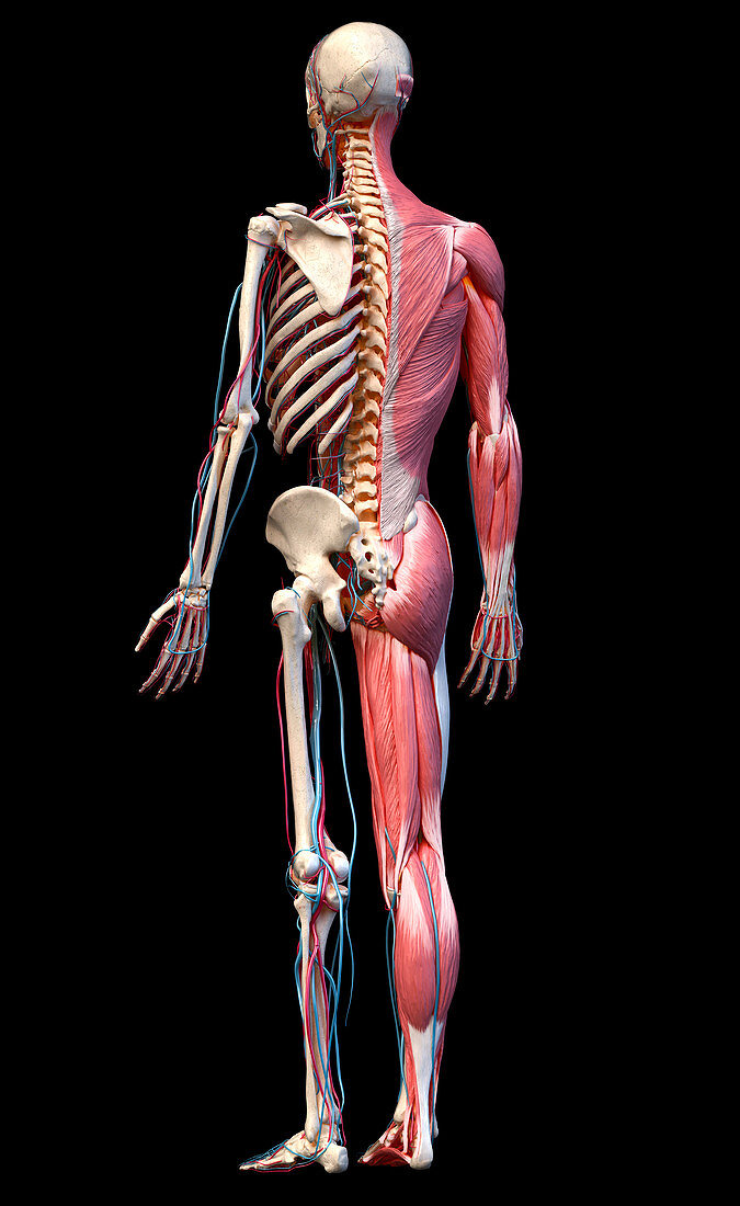 Human skeleton, muscles and blood vessels, illustration