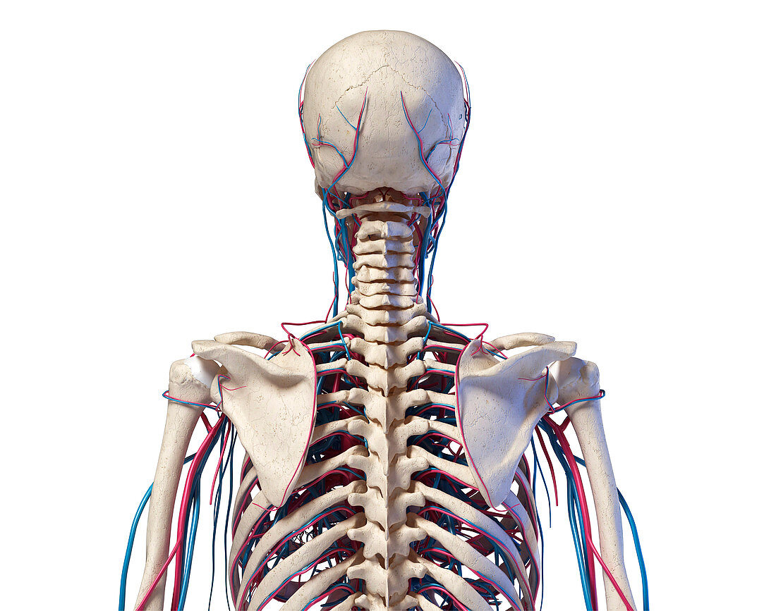 Bones and blood vessels of the torso, illustration