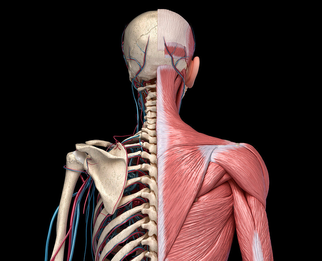 Bones, muscles and blood vessels of the torso, illustration