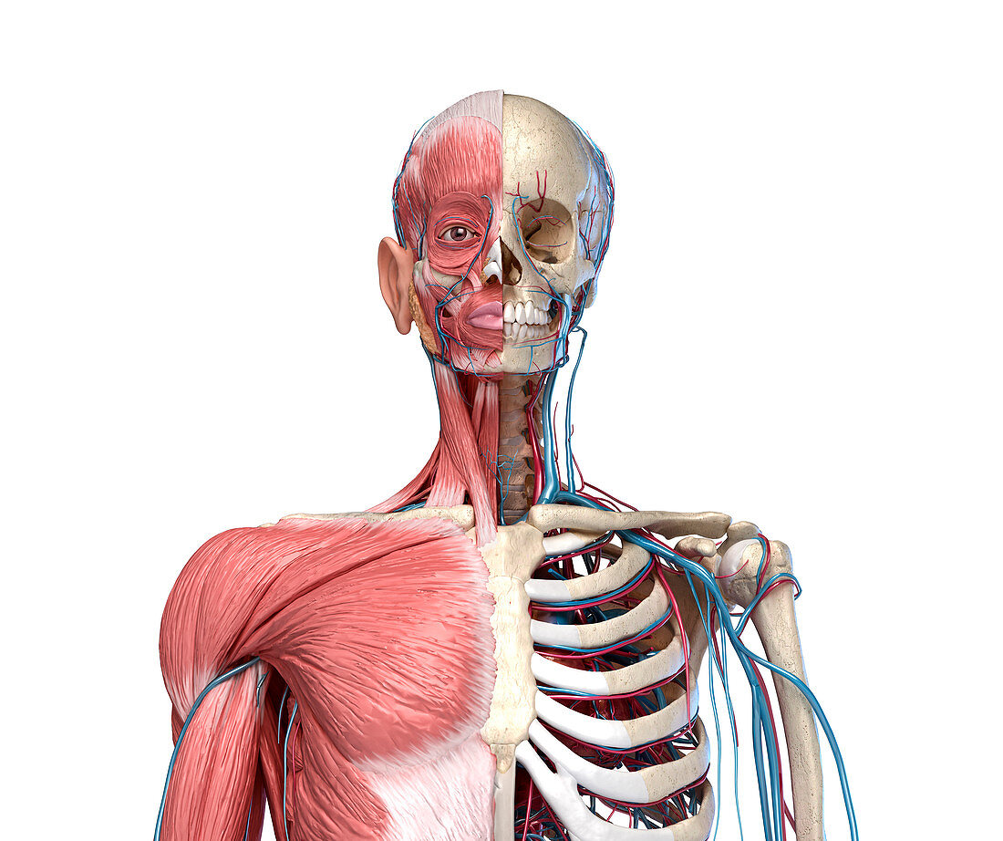 Bones, muscles and blood vessels of the torso, illustration