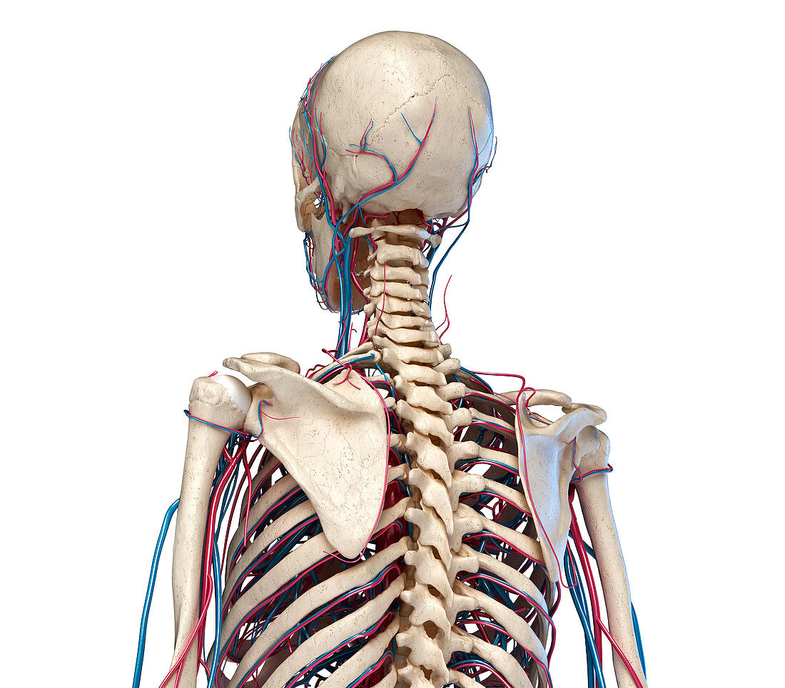 Bones and blood vessels of the torso, illustration