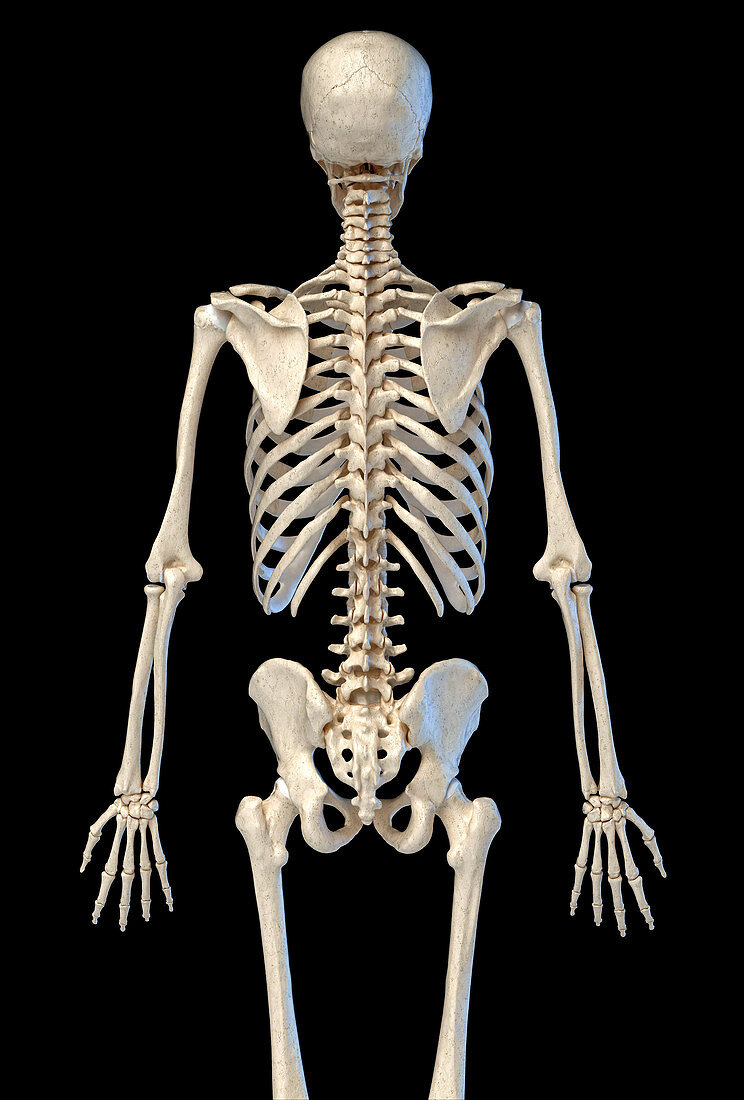 Human skeleton, illustration