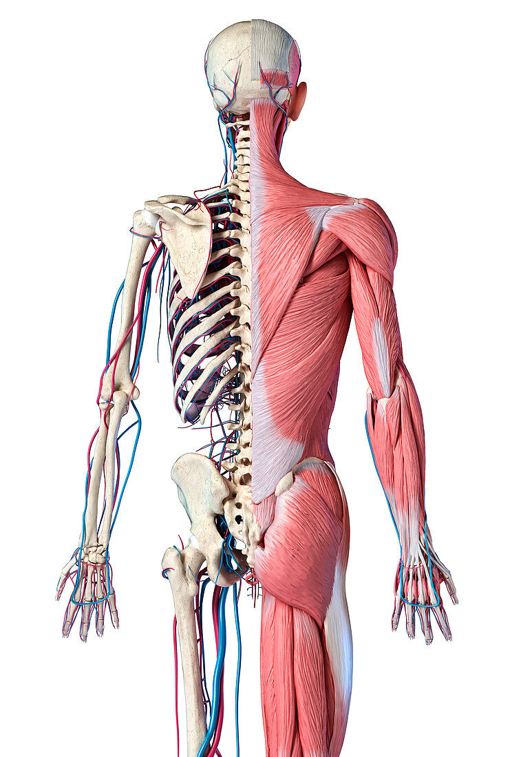 Human skeleton with muscles and blood vessels, illustration