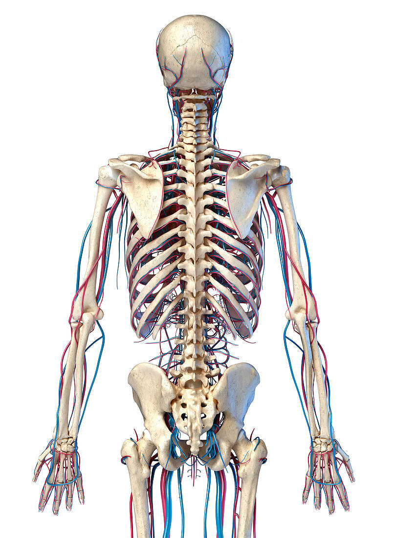 Skeleton and vascular system, illustration