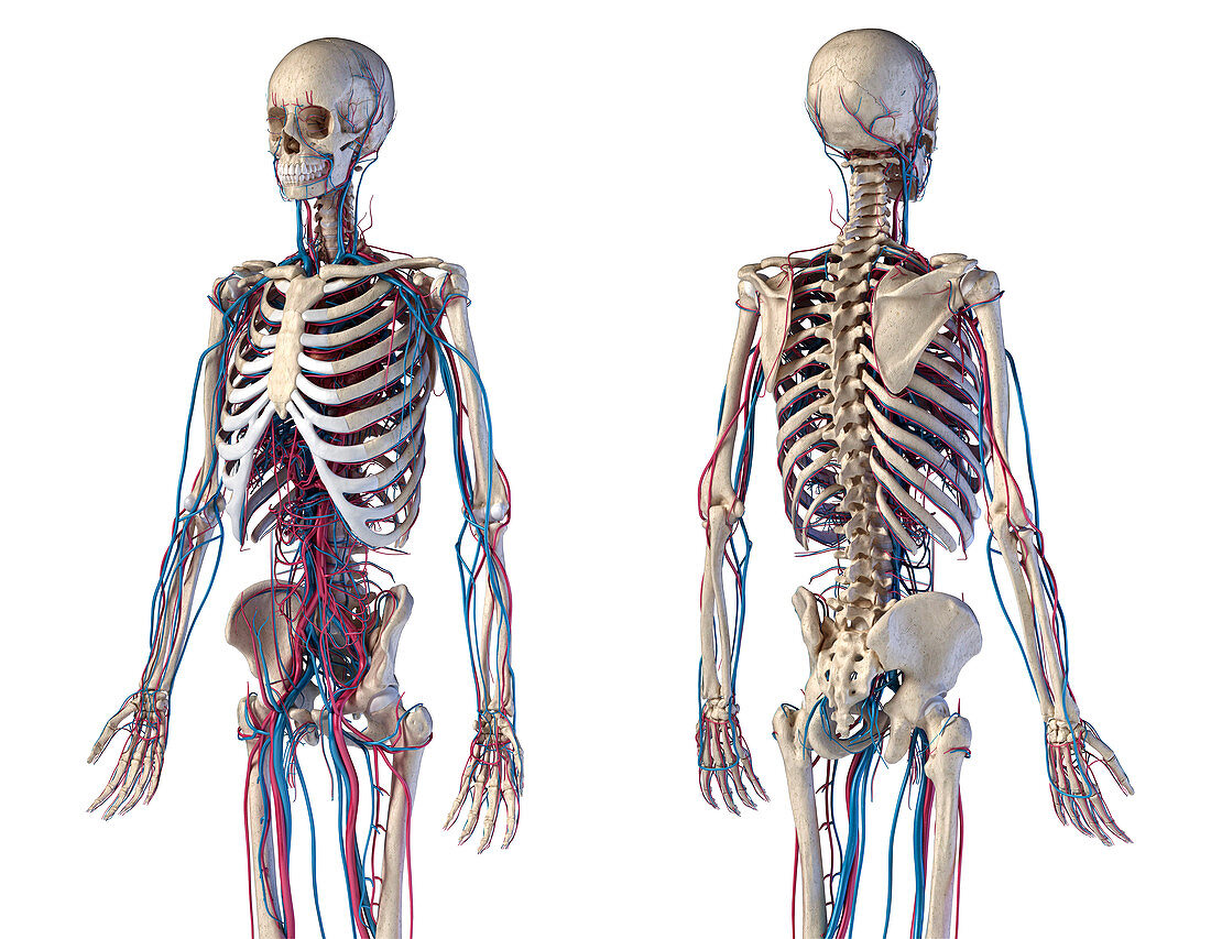 Skeleton and vascular system, illustration