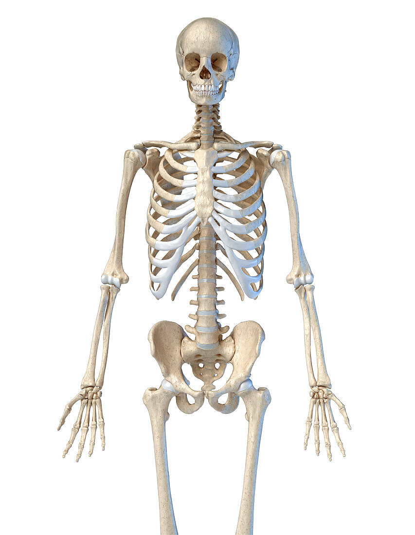 Human skeleton, illustration