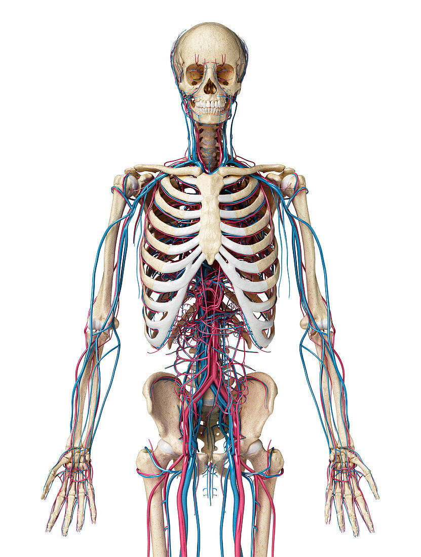 Skeleton and vascular system, illustration