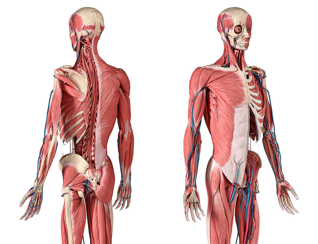 Human skeleton, muscles and blood vessels, illustration