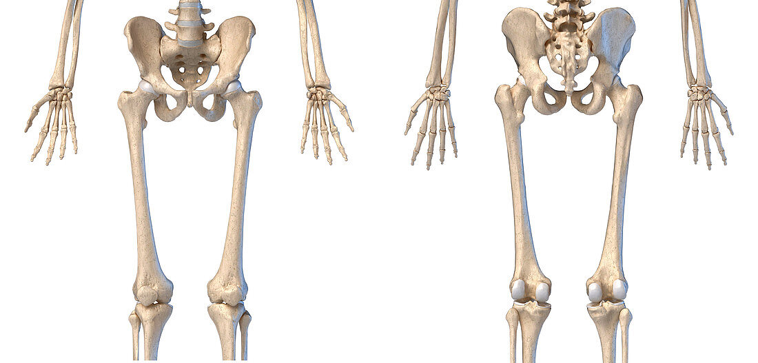 Human hip, leg and hand bones, illustration