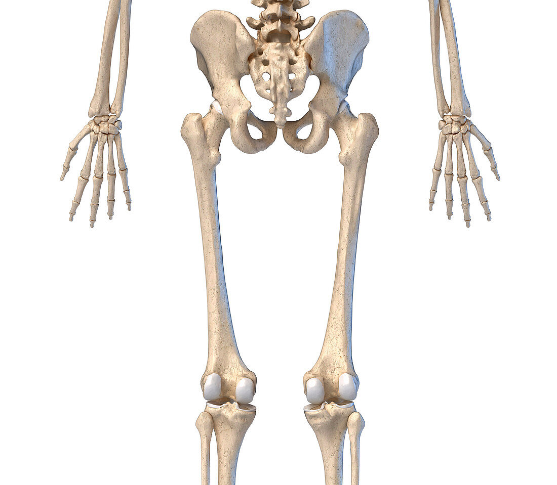 Human hip, leg and hand bones, illustration