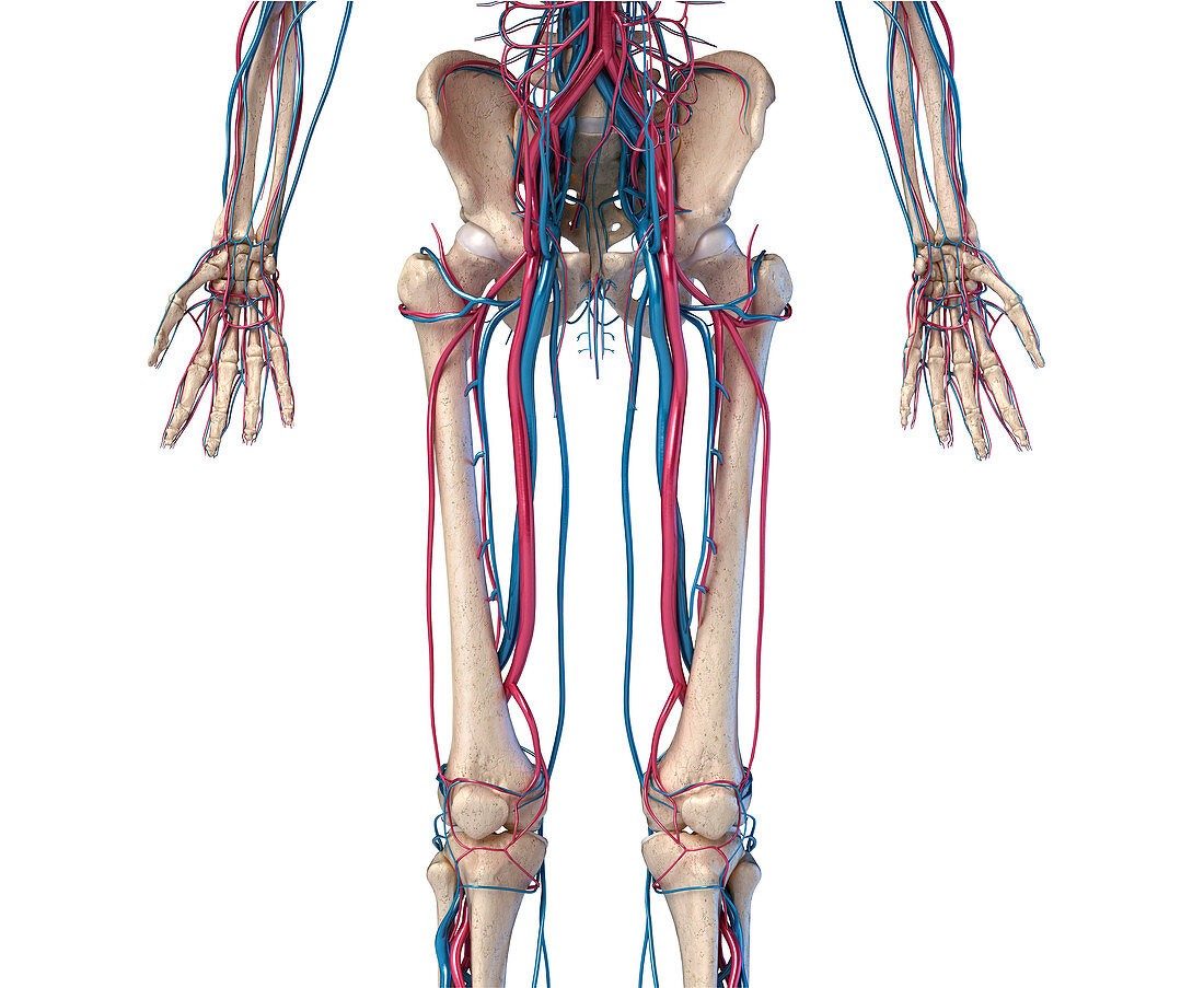 Hip, leg and hand bones and blood vessels, illustration