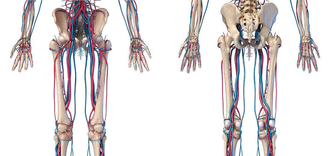 Hip, leg and hand bones and blood vessels, illustration