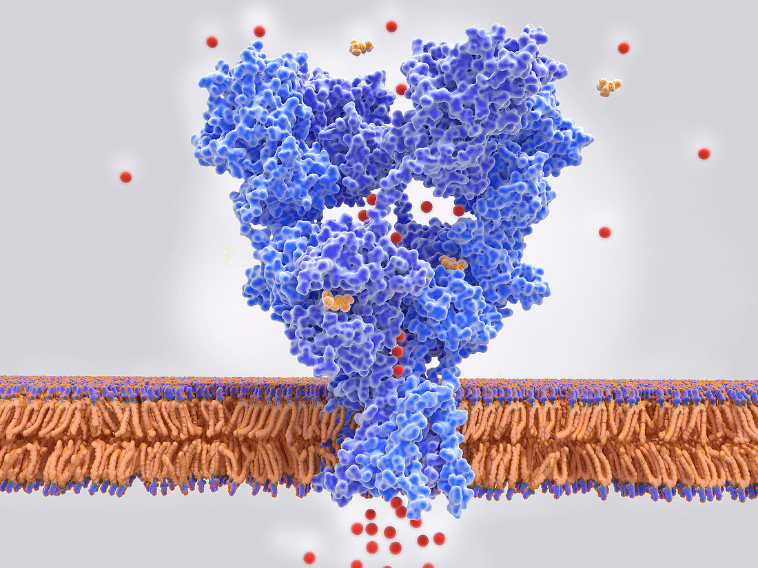 AMPA glutamate receptor activated by glutamate, illustration