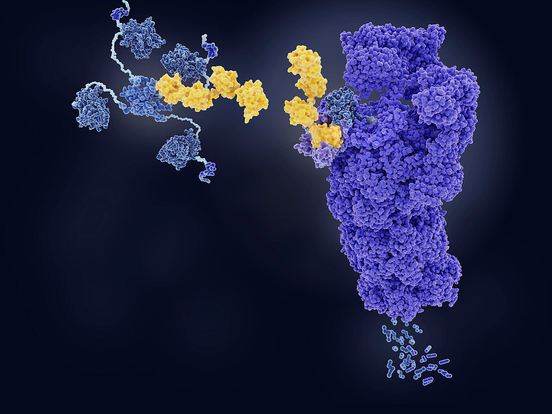 Tumour suppressor p53 degraded by proteasome, illustration