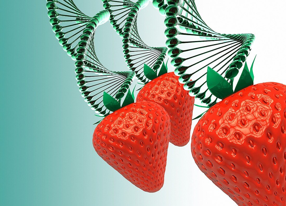 Strawberries and DNA, illustration