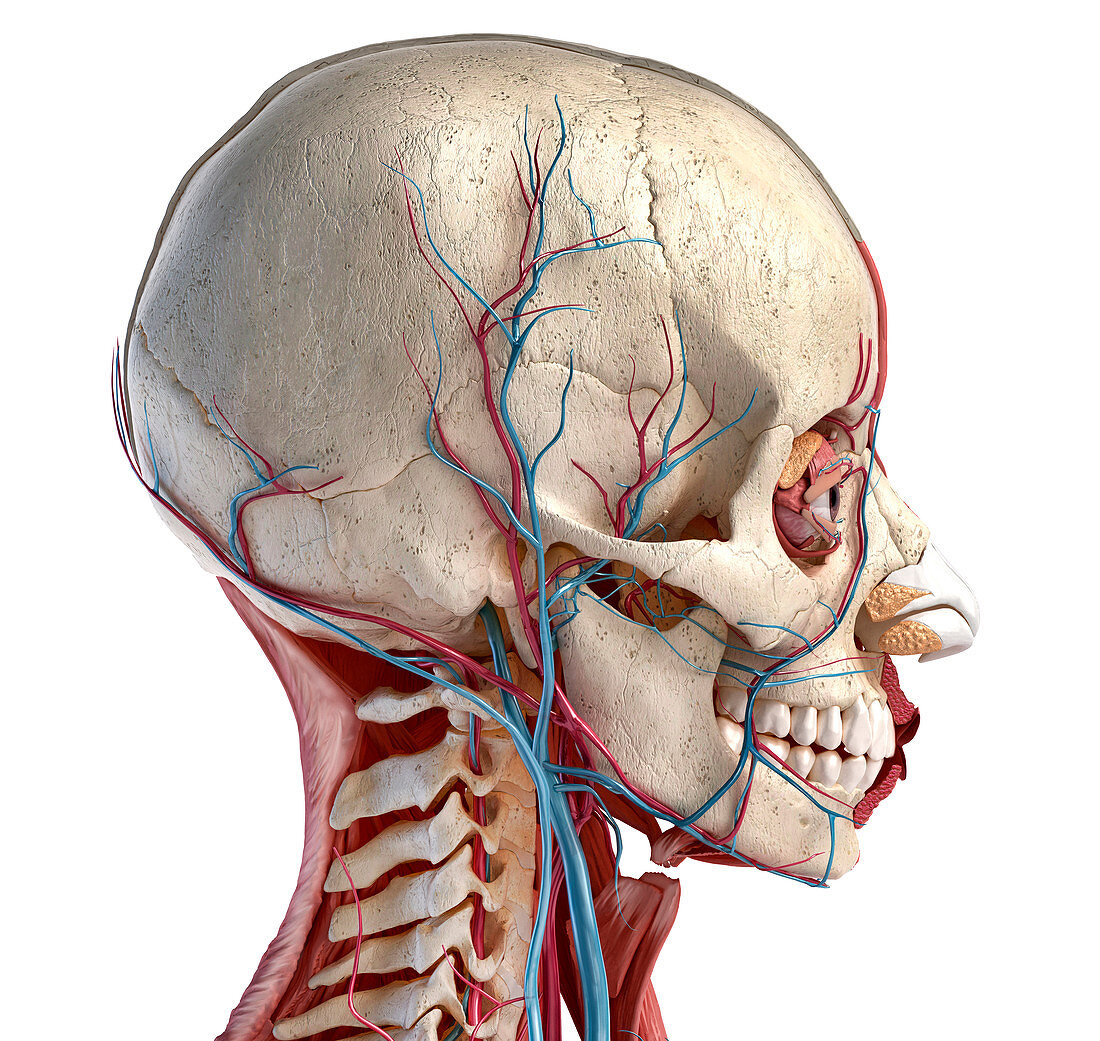 Human head anatomy, illustration