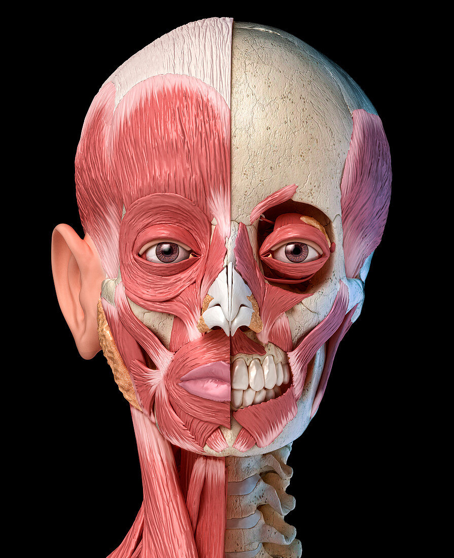 Human head with skull and muscles, illustration