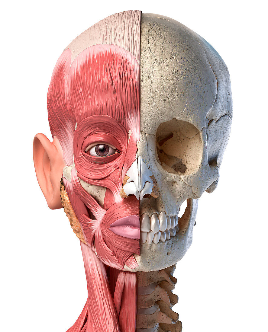 Human head with skull and muscles, illustration