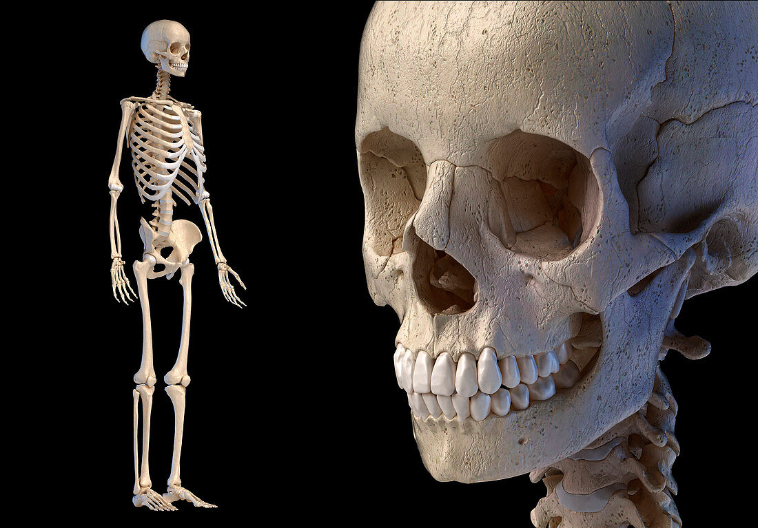 Human skull and skeleton, illustration