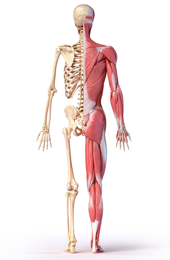 Male musculature and skeleton, illustration