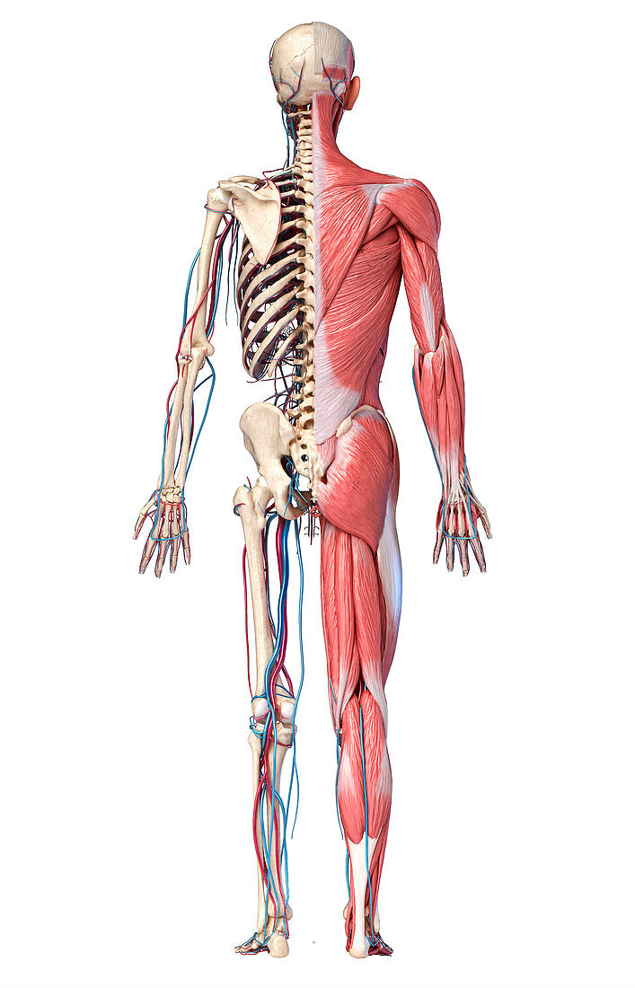 Human skeleton, muscles and blood vessels, illustration