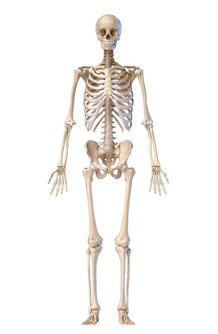 Human skeleton, illustration