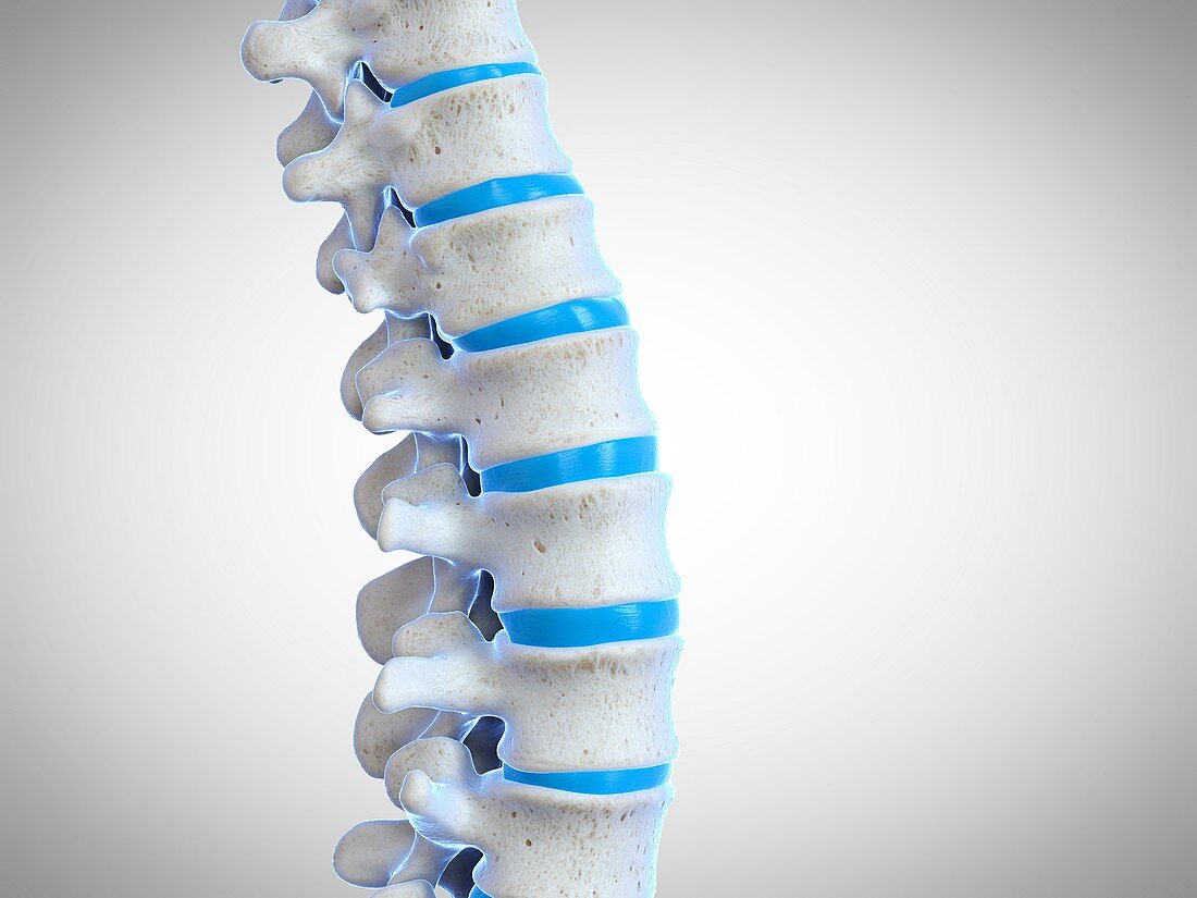 Human spine, illustration