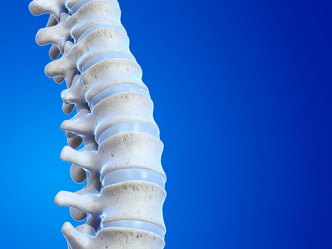 Human spine, illustration