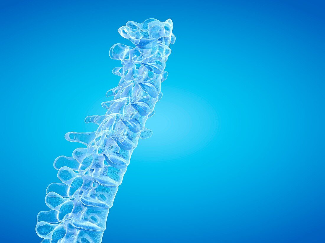 Human spine, illustration