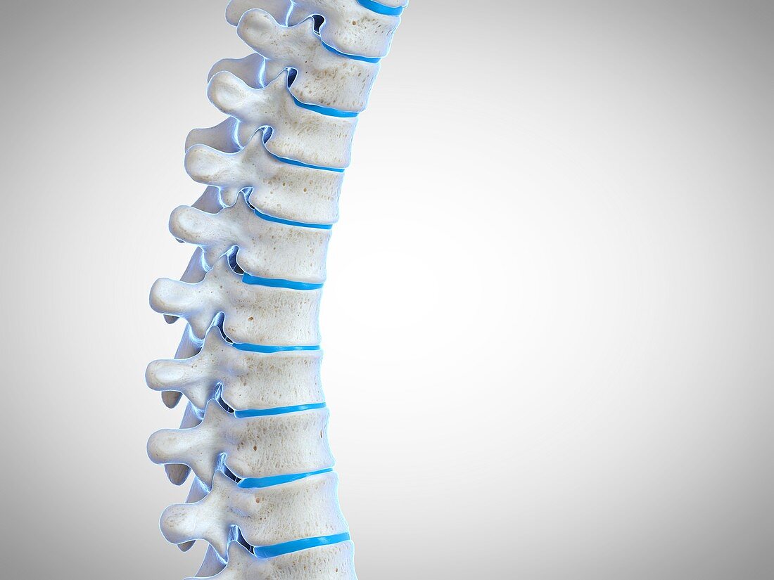 Human spine, illustration