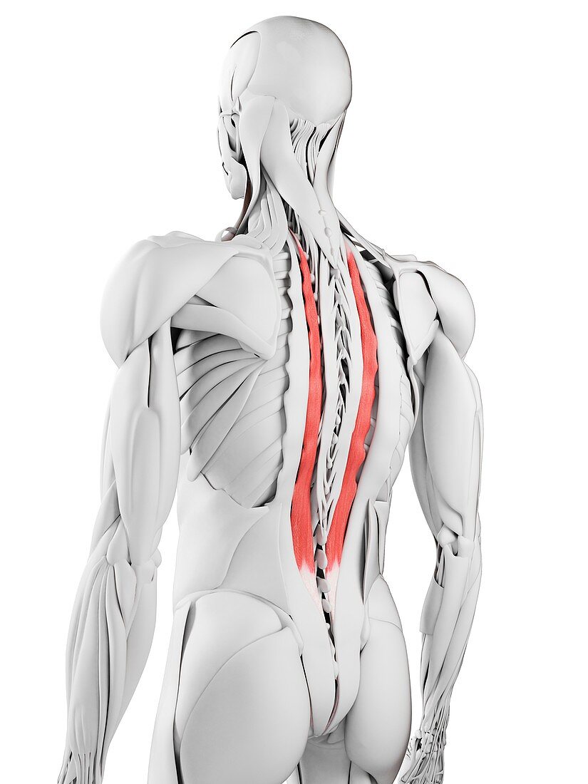 Longissimus thoracis muscle, illustration