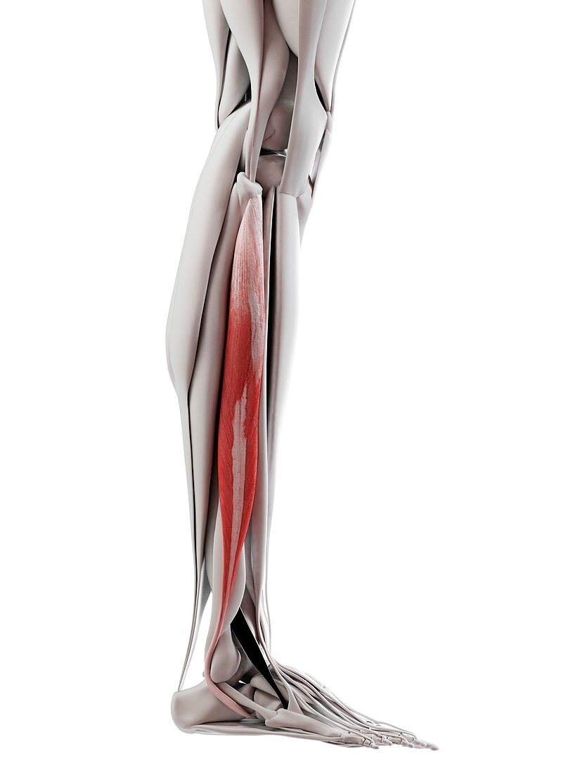 Peroneus longus muscle, illustration