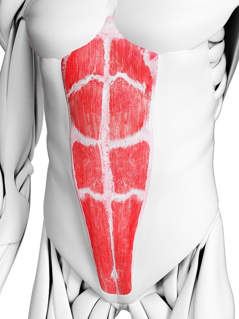 Rectus abdominis muscle, illustration