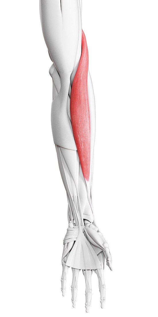 Brachioradialis muscle, illustration